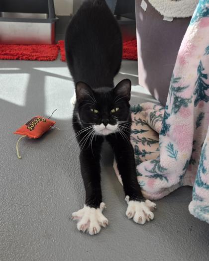 Enlarge Munchkin, a Adoptable mixed breed in Saint Petersburg, FL image 2/2