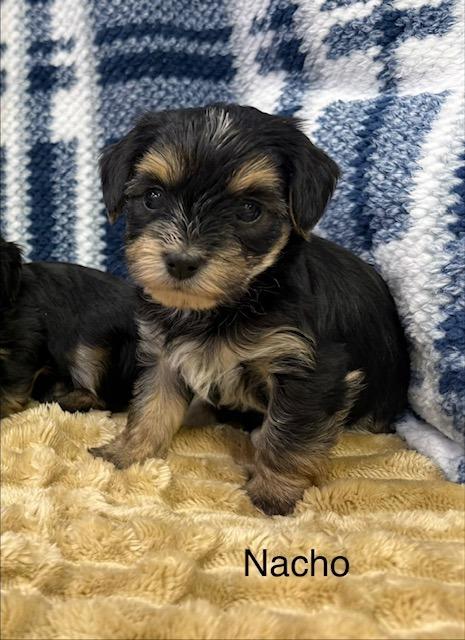 Nacho, Adoptable, Puppy Male Mixed Breed.