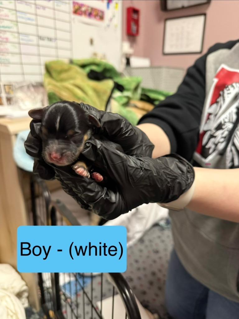 Enlarge Nacho, a Adoptable Mixed Breed in Archbold , OH image 3/4