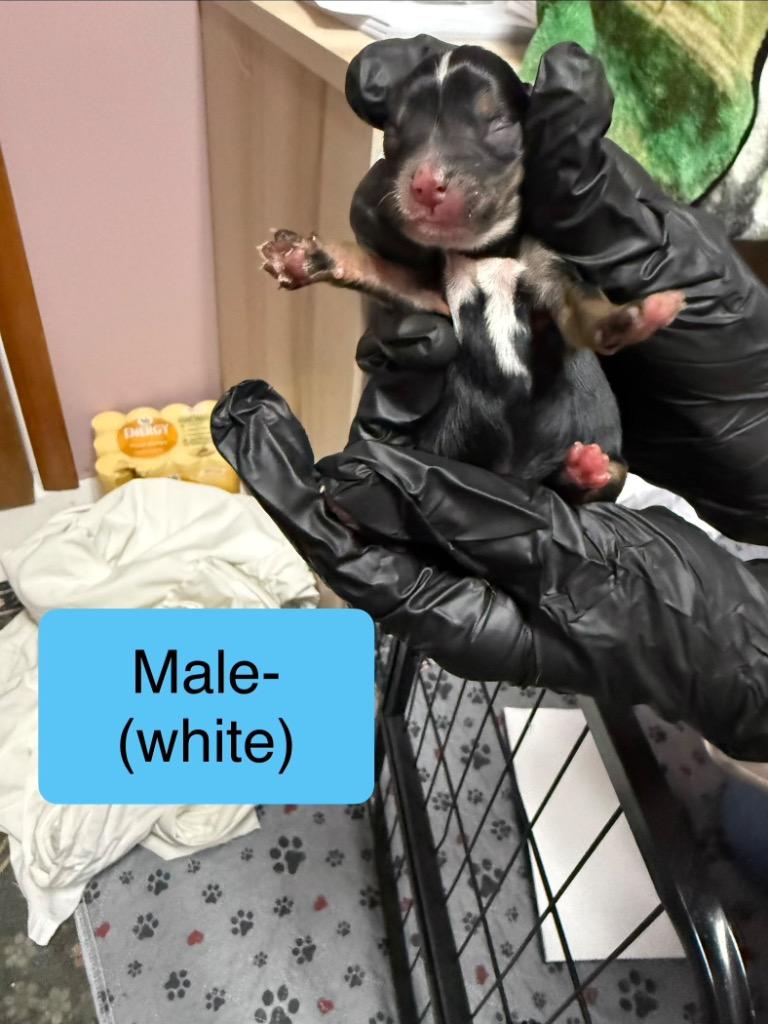 Enlarge Nacho, a Adoptable Mixed Breed in Archbold , OH image 4/4