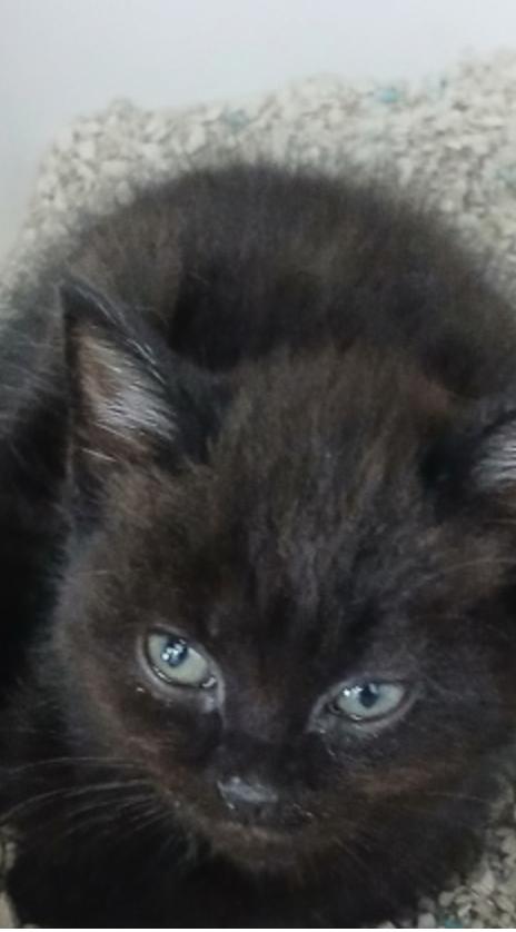 Storm Fly, ADOPTABLE, Young Female Domestic Short Hair.