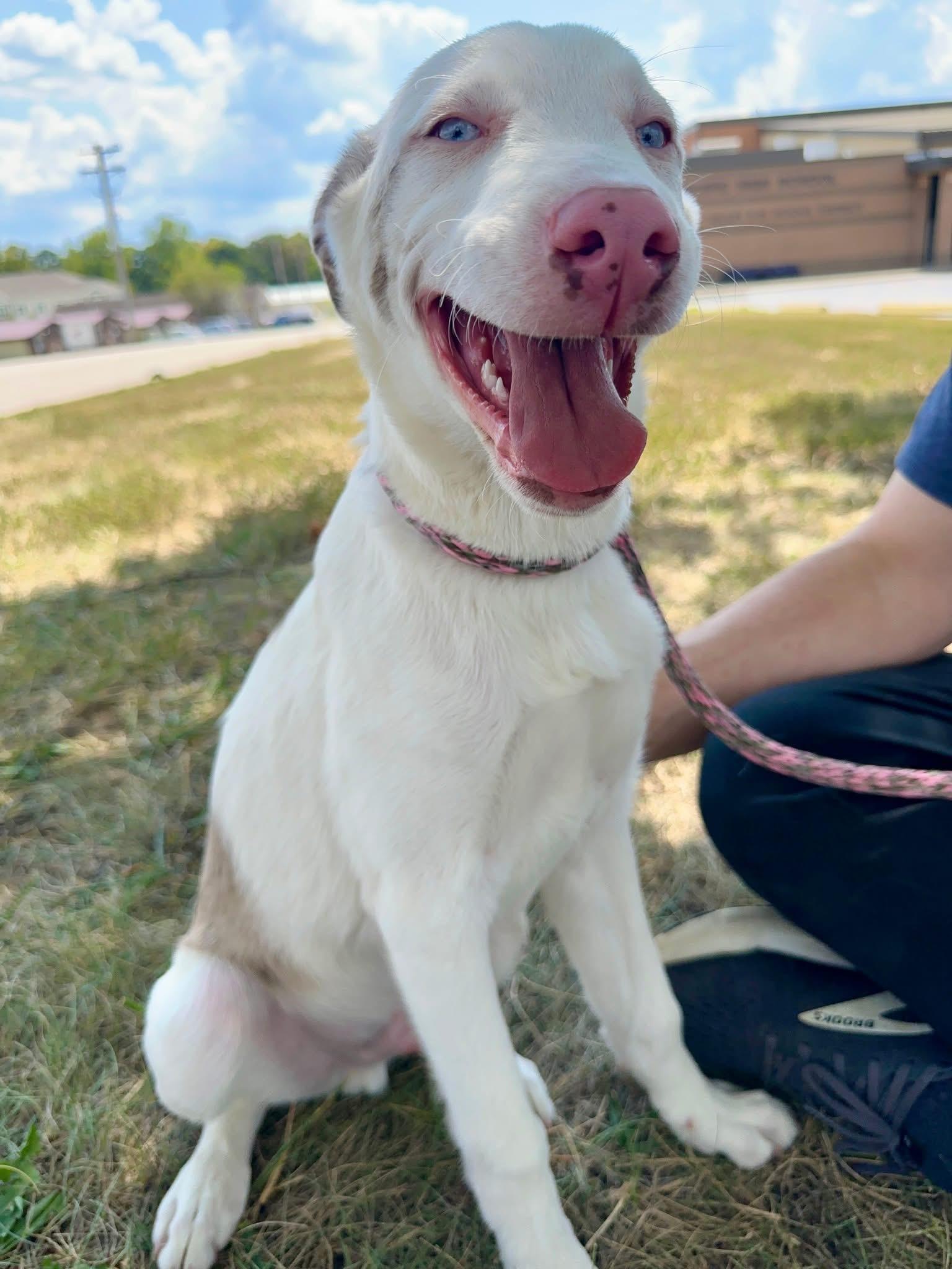 CoCo, an adoptable Aussiedoodle in Pacific, MO, 63069 | Photo Image 3
