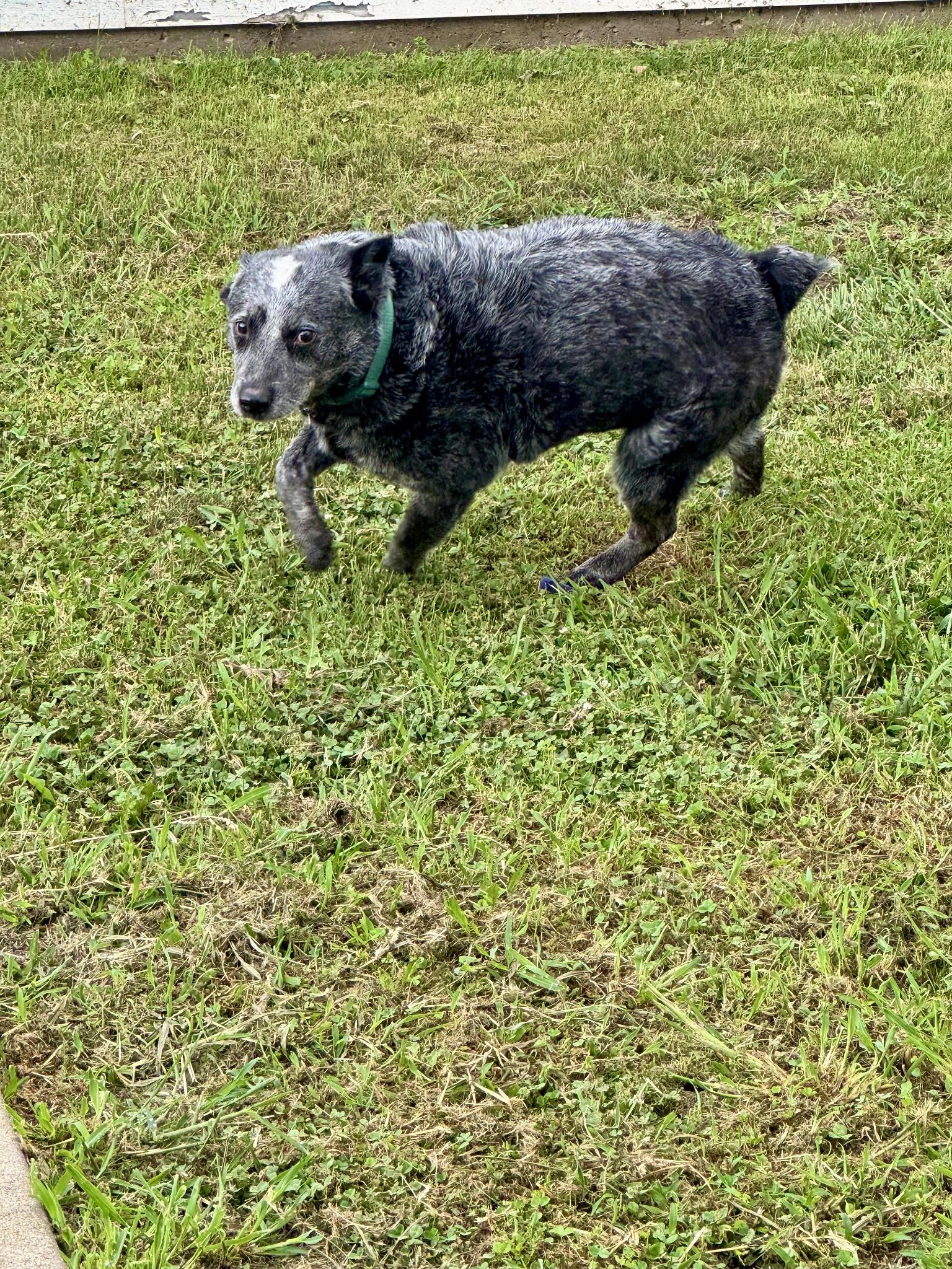 Enlarge Apollo (CP), a Adoptable Australian Cattle Dog / Blue Heeler in Clinton, IL image 1/2
