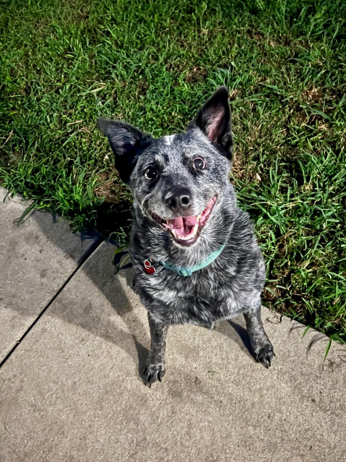Enlarge Apollo (CP), a Adoptable Australian Cattle Dog / Blue Heeler in Clinton, IL image 2/2