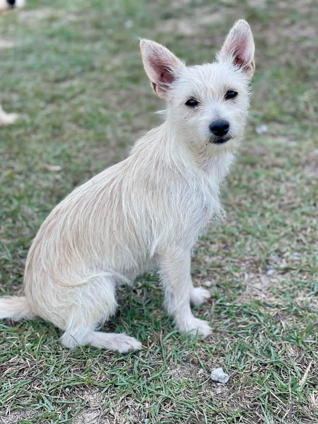 Novalee, Adoptable, Adult Female Yorkshire Terrier & Chihuahua.