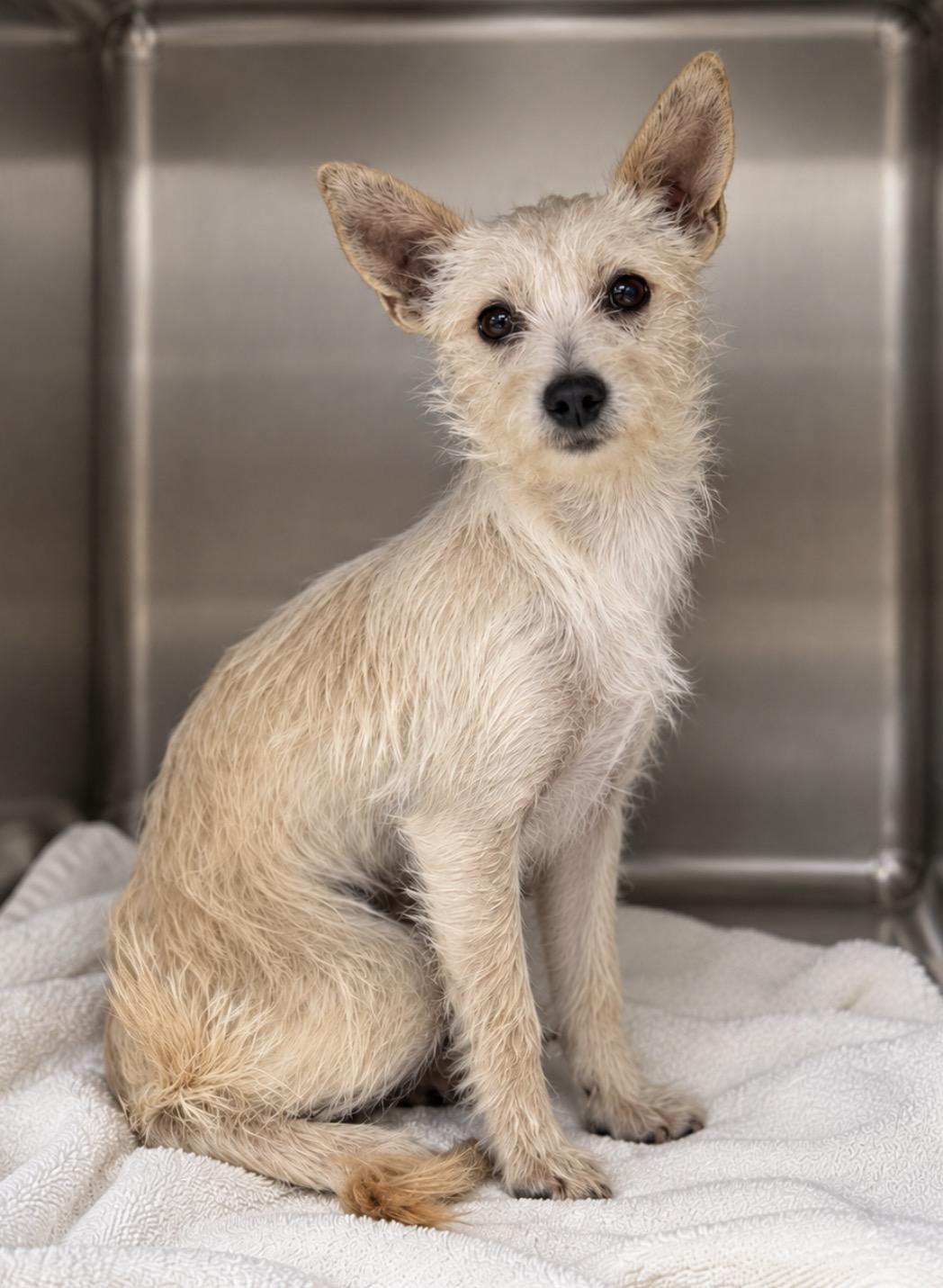 Enlarge Novalee, a Adoptable mixed breed in Pawleys Island, SC image 2/2