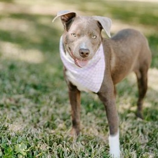 Candy, an adoptable Labrador Retriever, Weimaraner in Fargo, ND, 58103 | Photo Image 5
