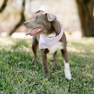 Candy, an adoptable Labrador Retriever, Weimaraner in Fargo, ND, 58103 | Photo Image 4