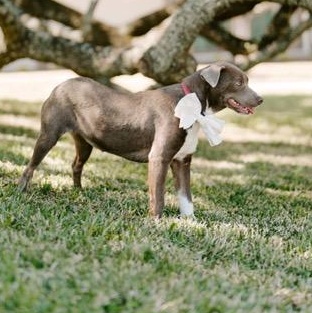 Candy, an adoptable Labrador Retriever, Weimaraner in Fargo, ND, 58103 | Photo Image 6