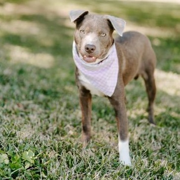 Candy, an adoptable Labrador Retriever, Weimaraner in Fargo, ND, 58103 | Photo Image 1