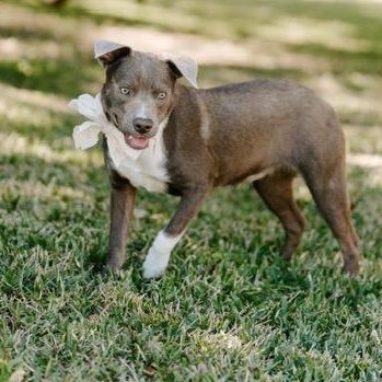 Candy, an adoptable Labrador Retriever, Weimaraner in Fargo, ND, 58103 | Photo Image 3