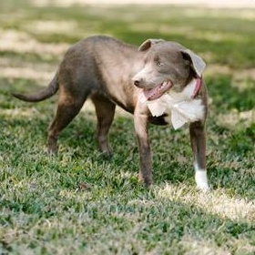 Candy, an adoptable Labrador Retriever, Weimaraner in Fargo, ND, 58103 | Photo Image 2
