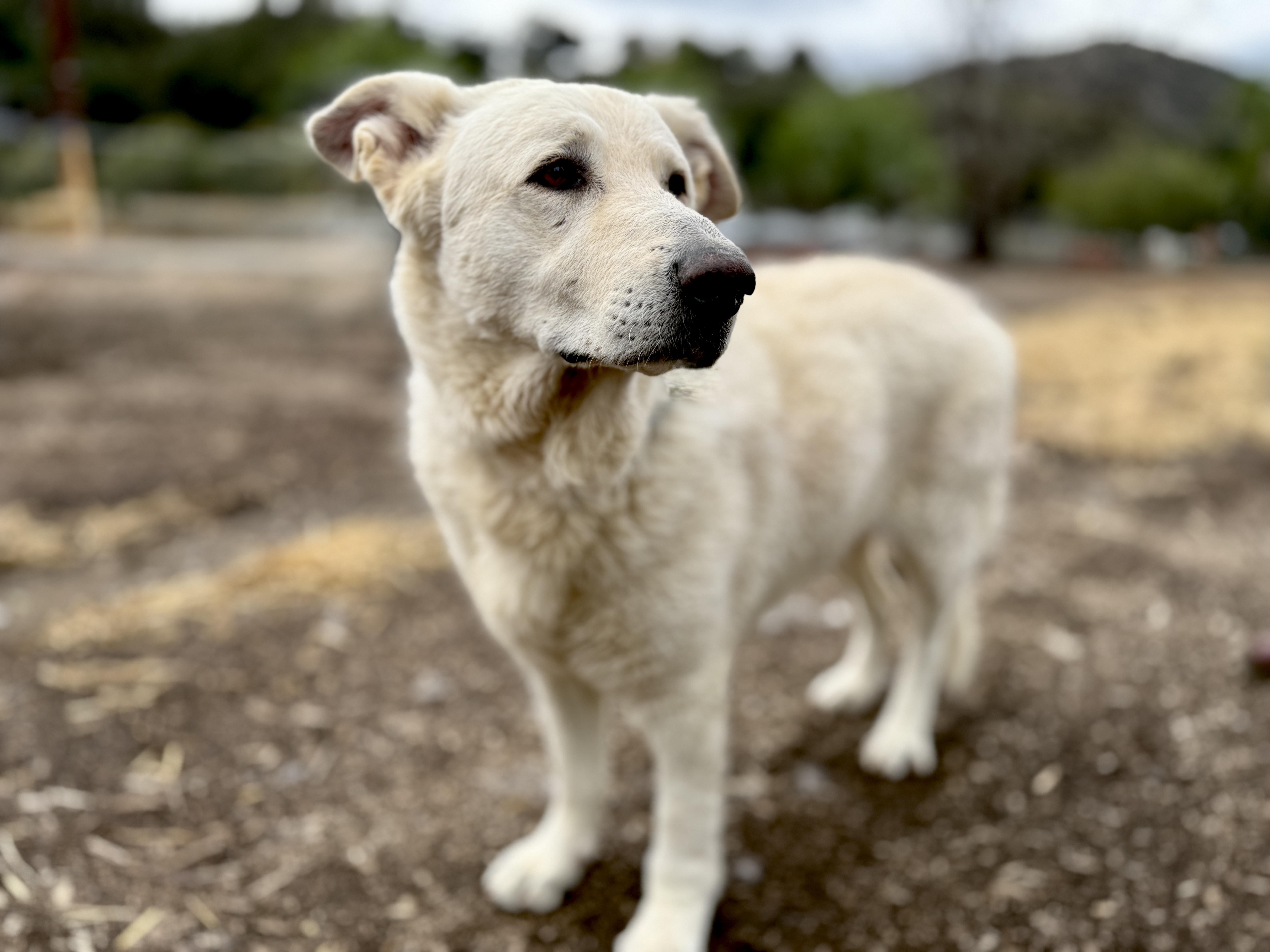 Rocco — thumbnail 3