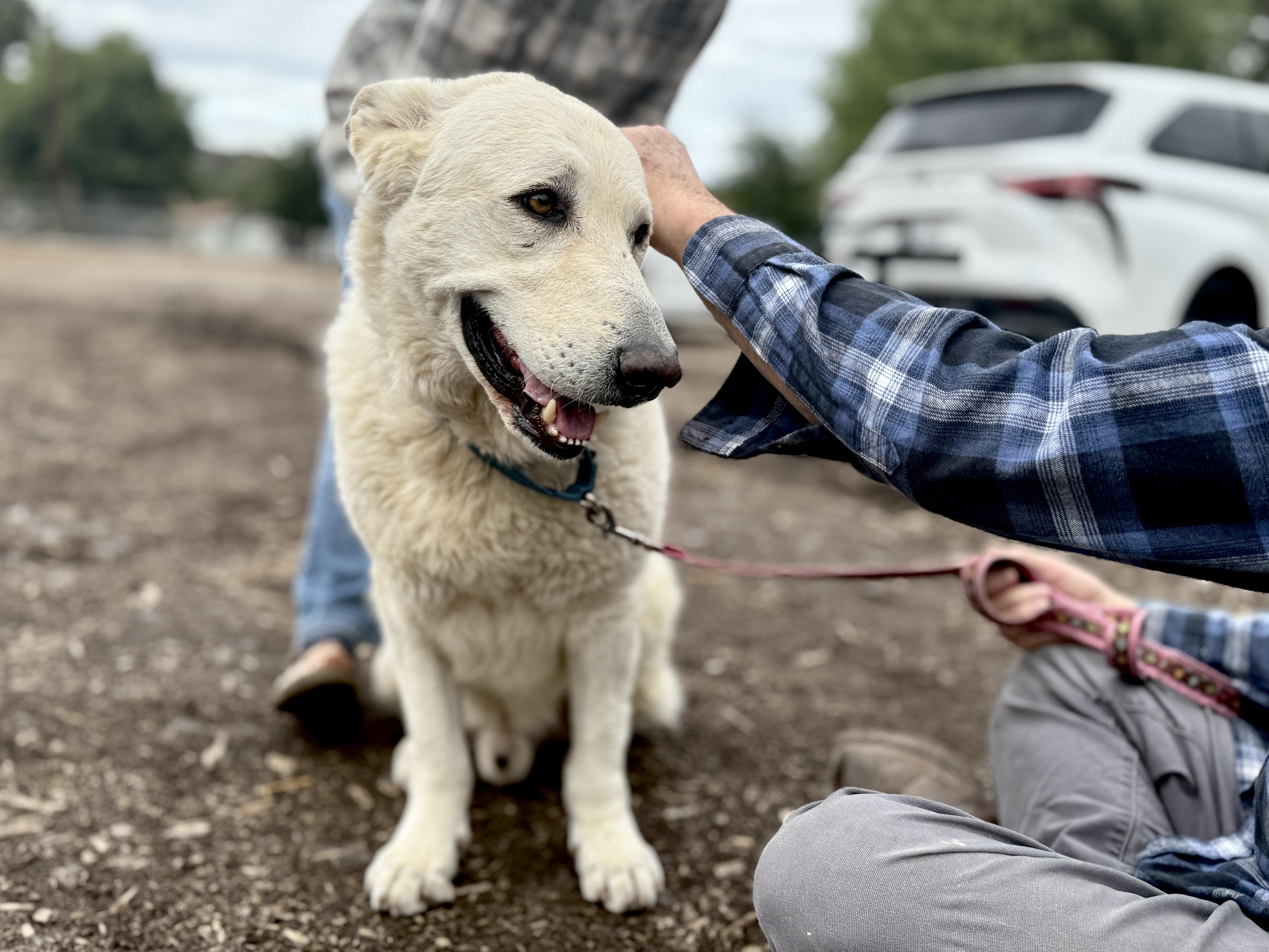 Rocco — thumbnail 4