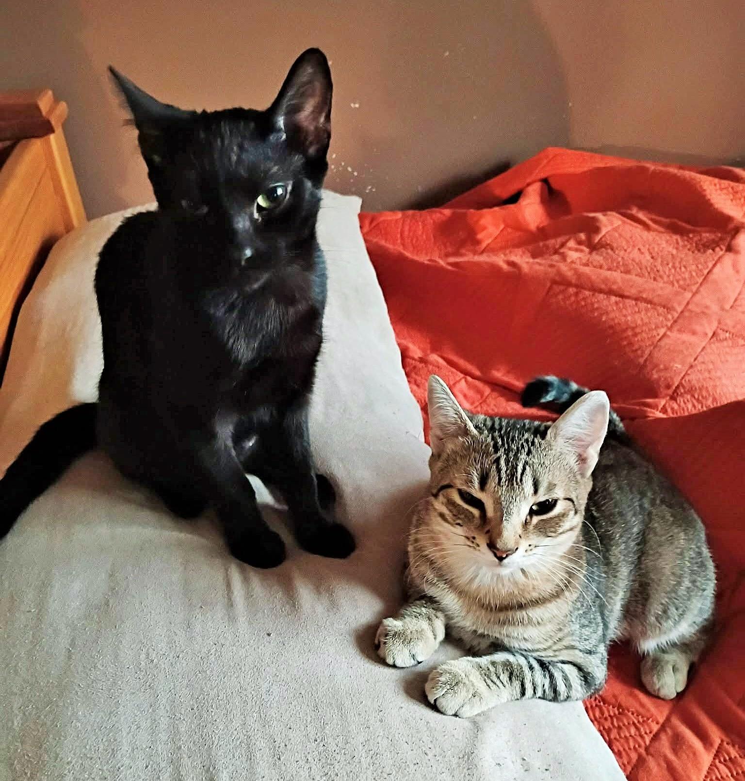 Blackie, ADOPTABLE, Young Female Domestic Short Hair.