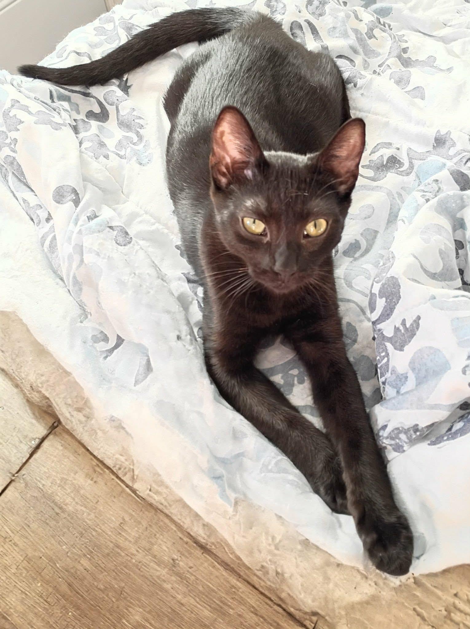 Enlarge Blackie, a ADOPTABLE Domestic Short Hair in Fonthill, ON image 2/4