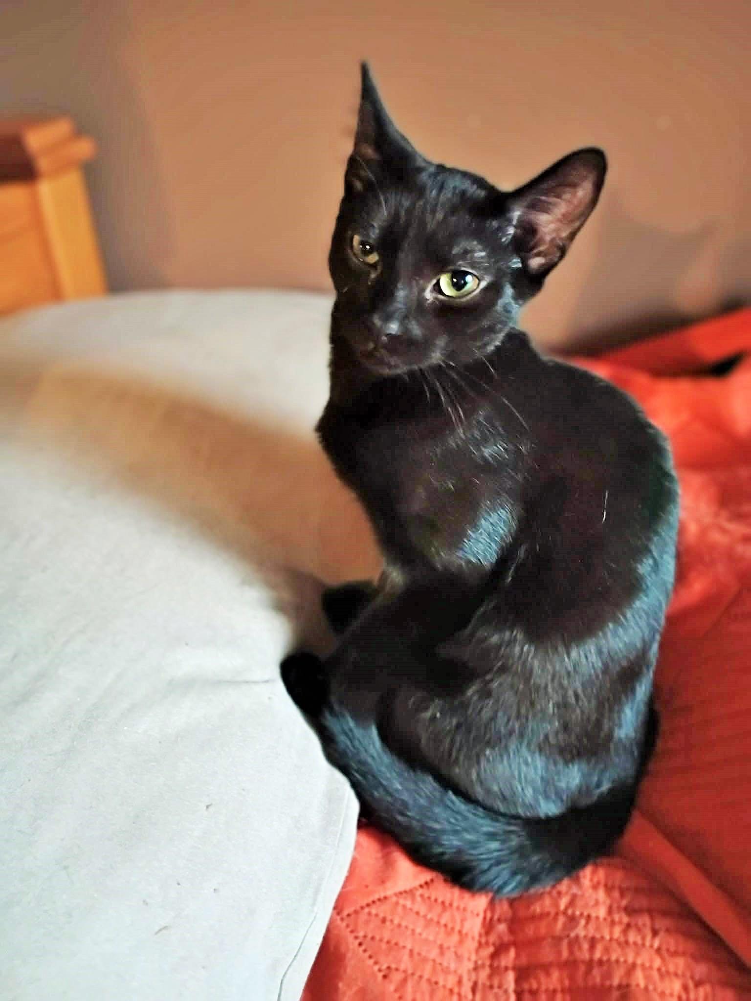 Enlarge Blackie, a ADOPTABLE Domestic Short Hair in Fonthill, ON image 4/4