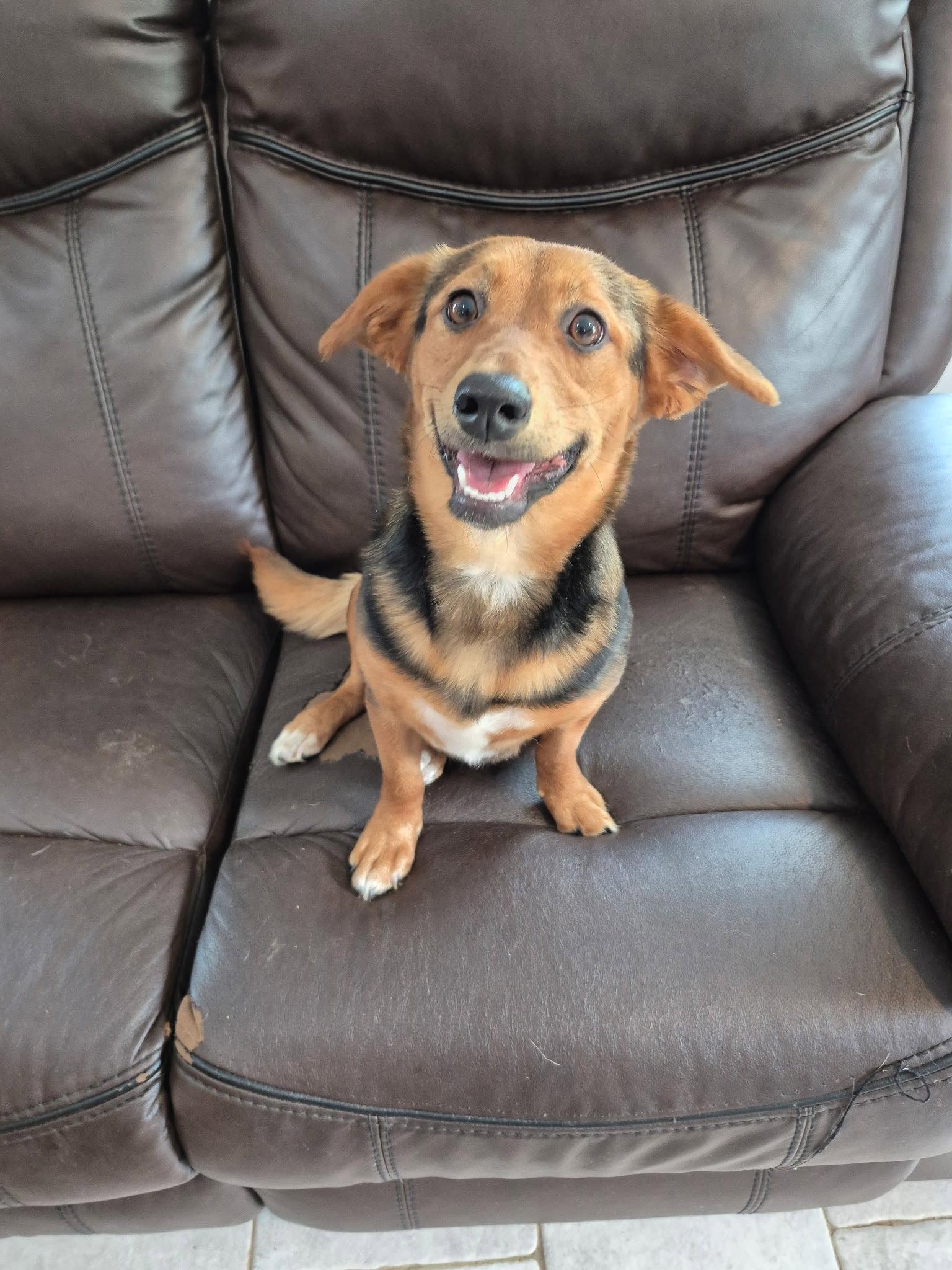 Enlarge Cassi, a Adoptable Beagle in Elizabethtown, PA image 2/3