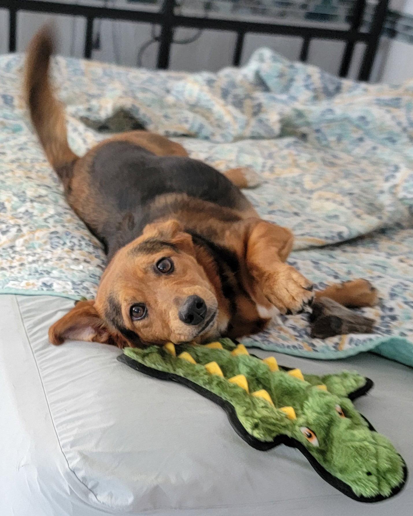 Enlarge Cassi, a Adoptable Beagle in Elizabethtown, PA image 3/3