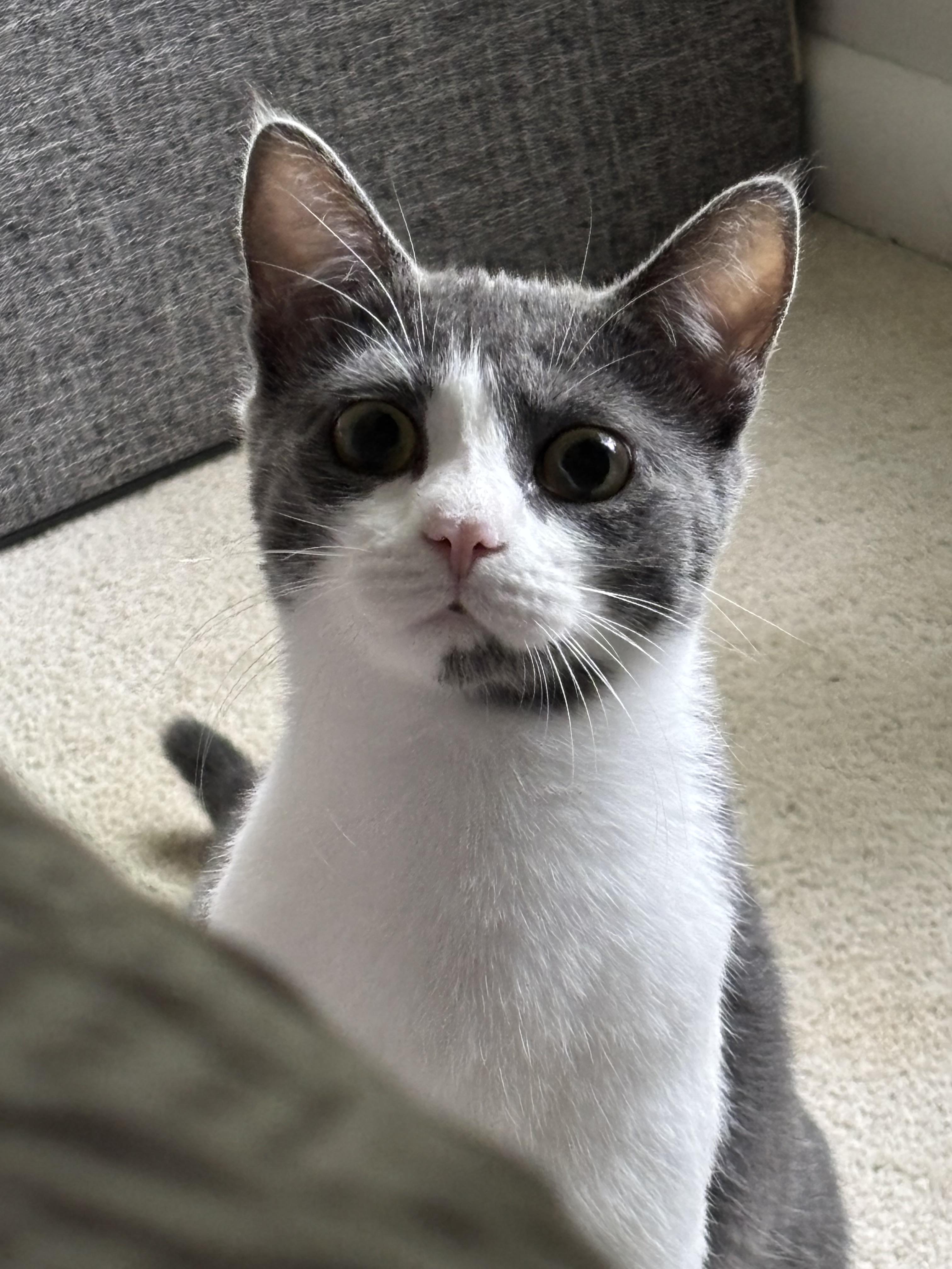 Enlarge Amore, a Adoptable mixed breed in RICHMOND, VA image 3/3