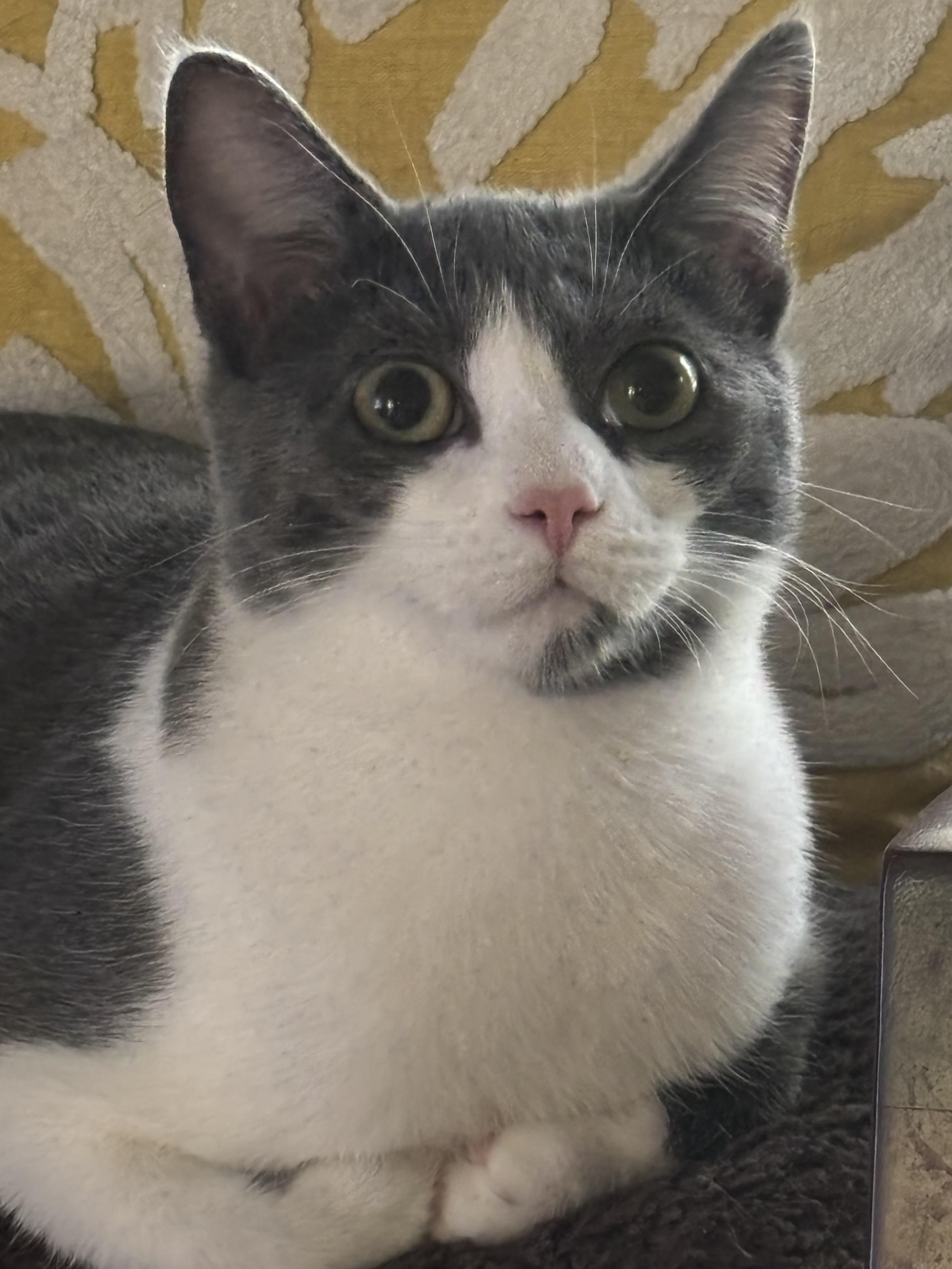 Enlarge Amore, a Adoptable mixed breed in RICHMOND, VA image 2/3