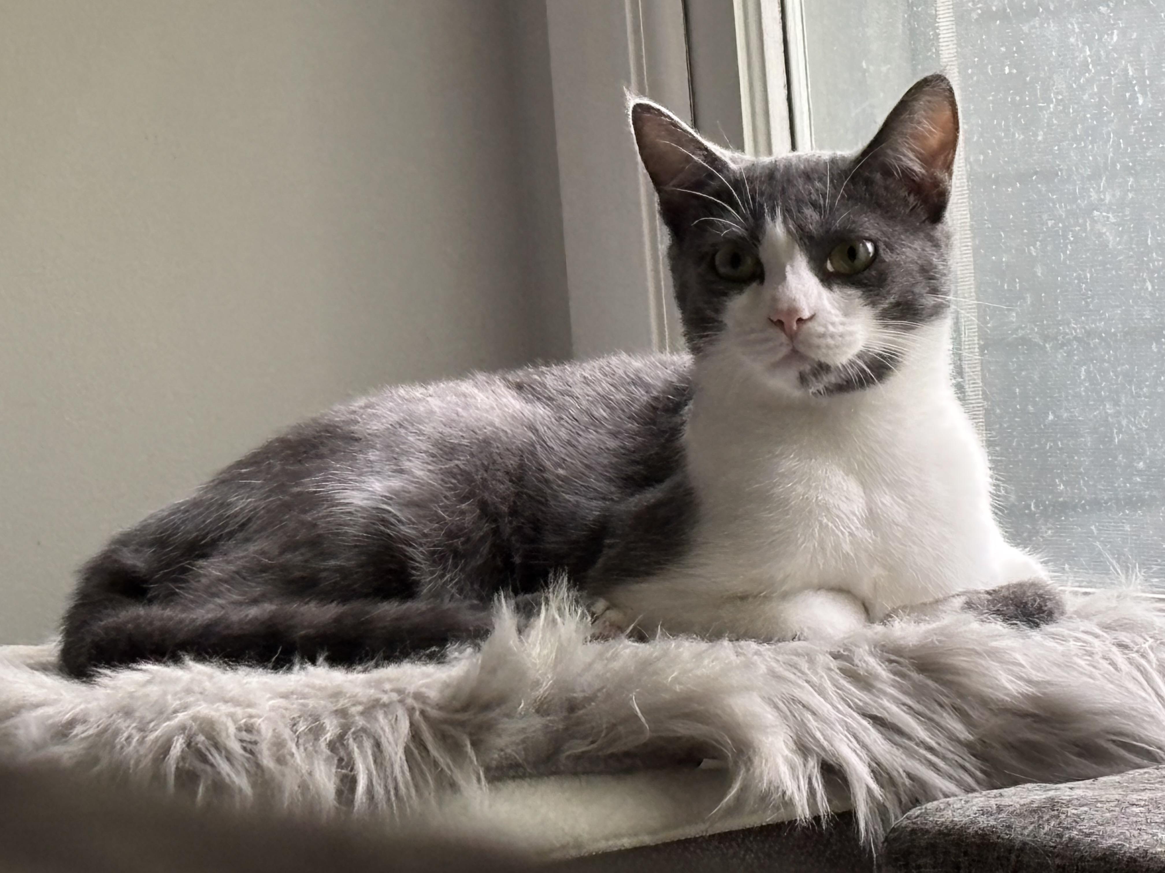 Amore, Adoptable, Young Female Domestic Short Hair.