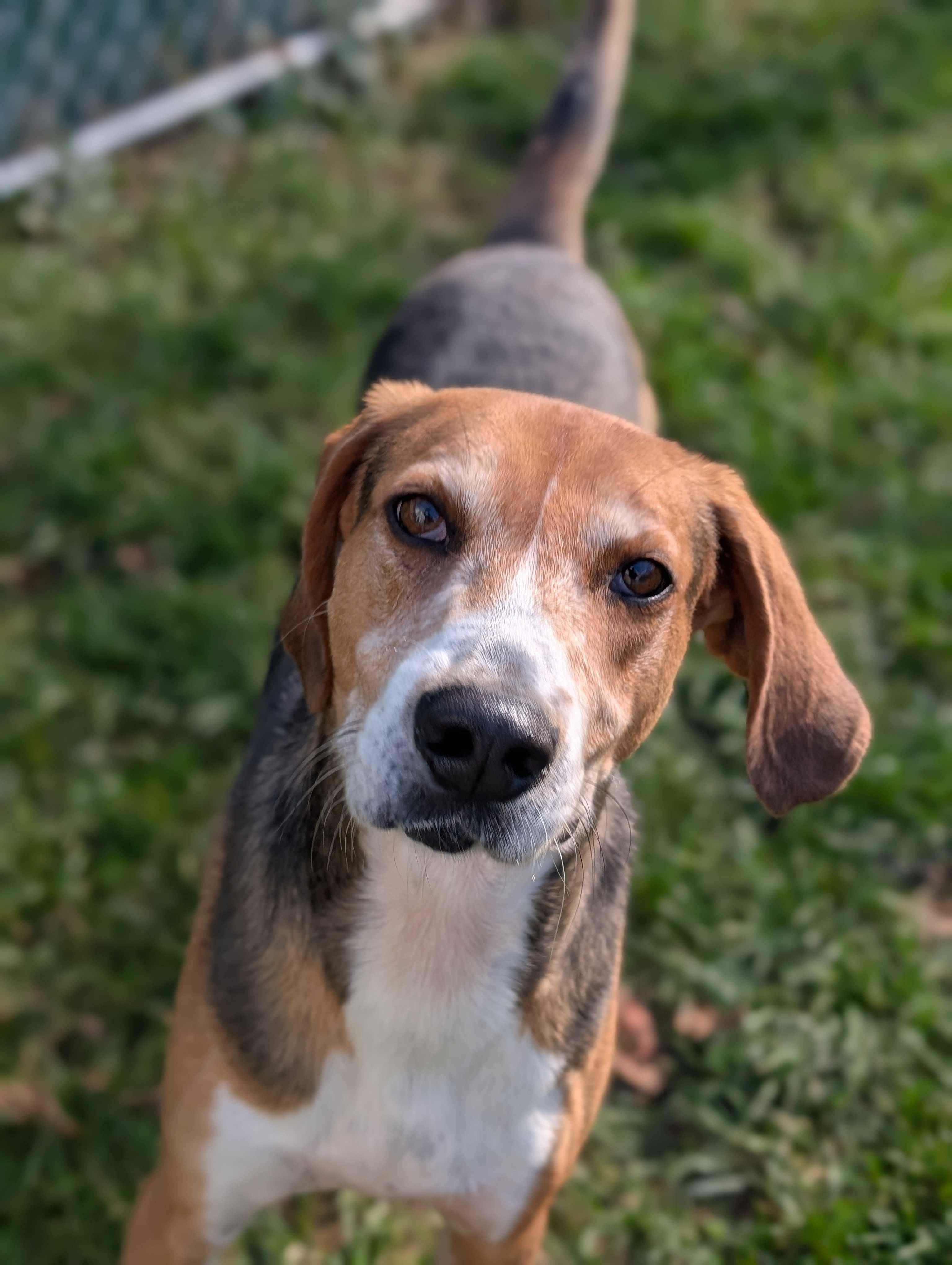 Camo, a Adoptable mixed breed in Lafayette, NJ image 2/2