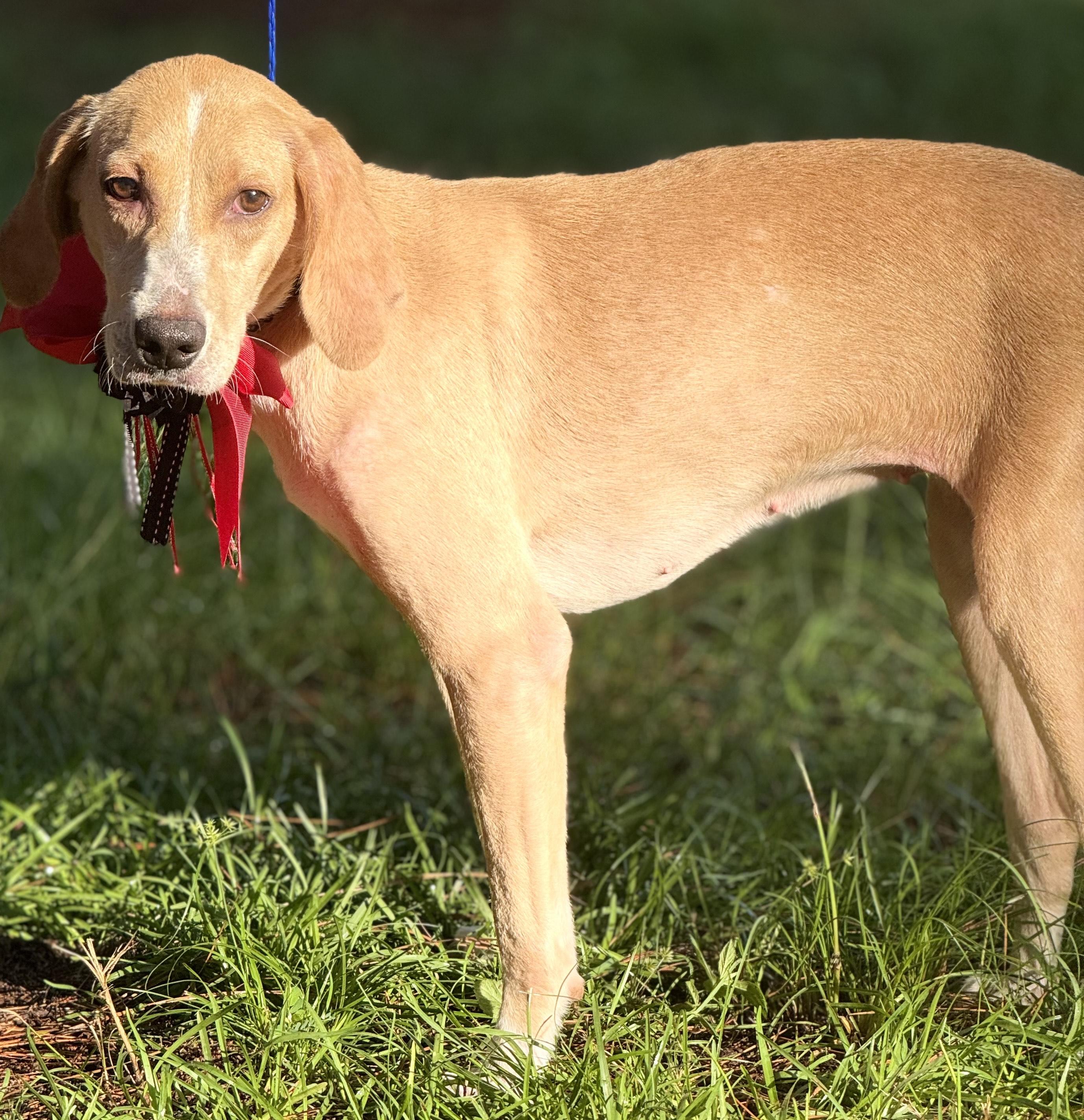 Enlarge HEIDI, a Adoptable mixed breed in Jacksonville, FL image 1/1