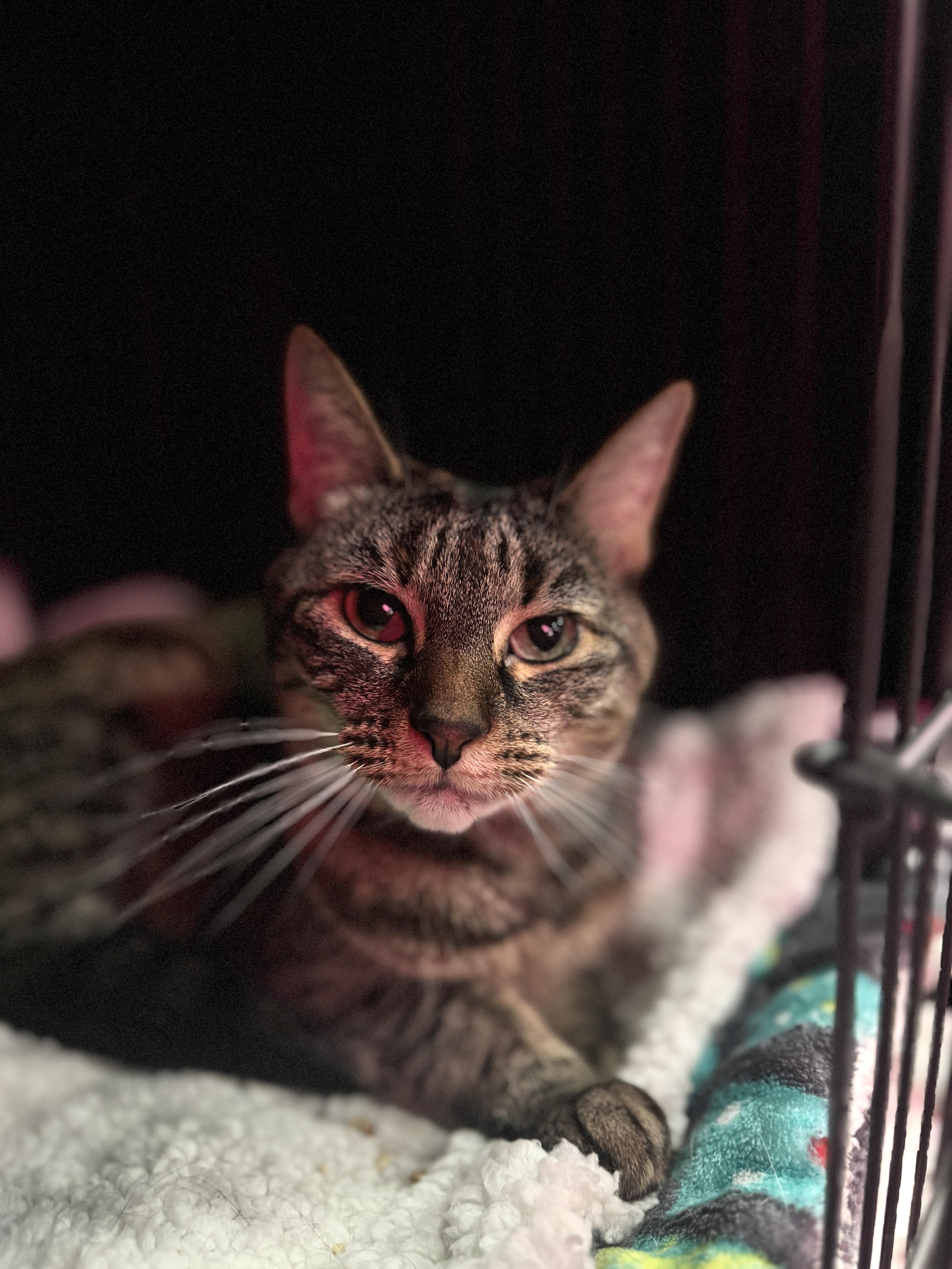 Enlarge Bella, a Adoptable mixed breed in Kennebunk , ME image 2/5