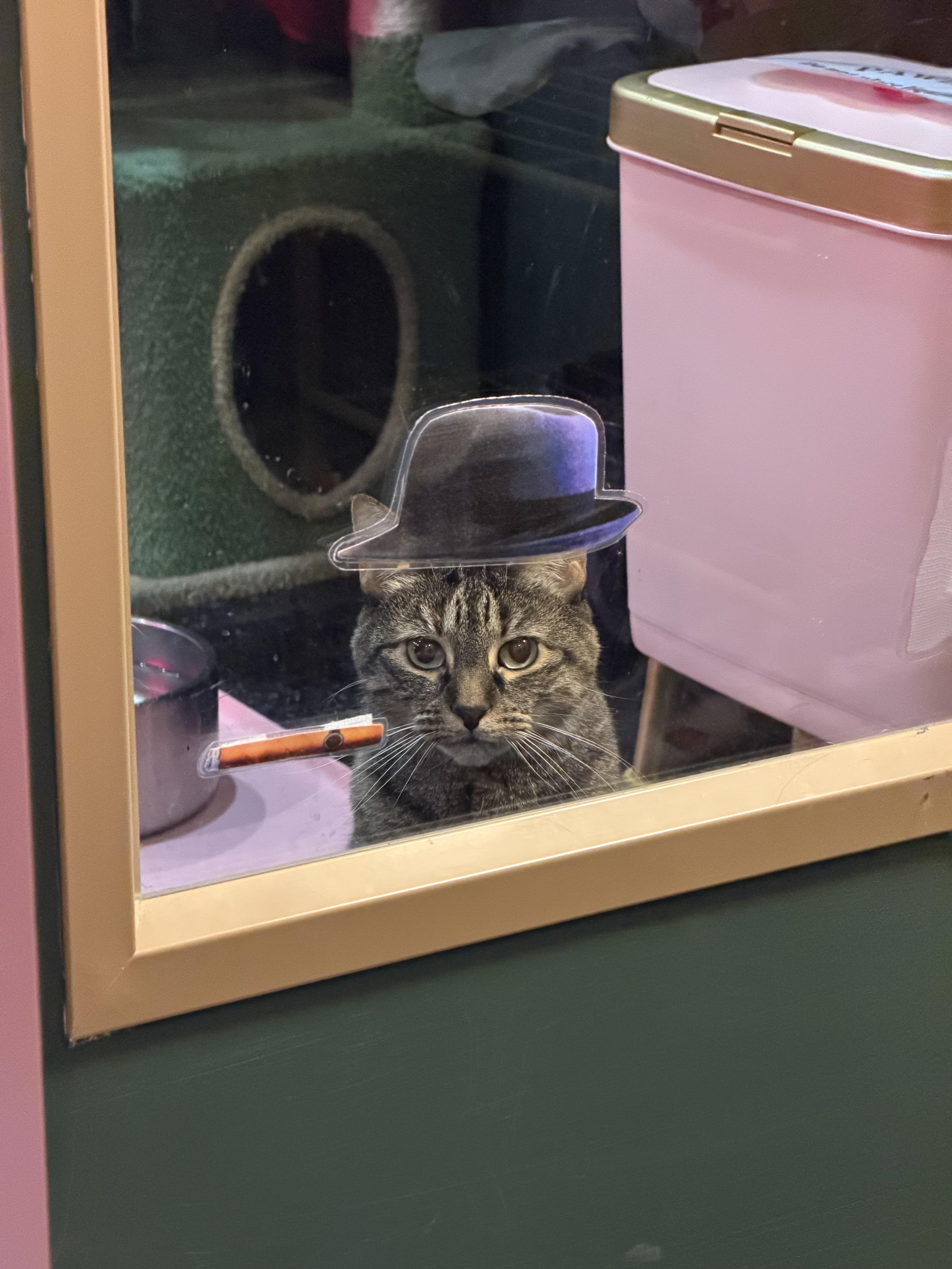 Enlarge Bella, a Adoptable mixed breed in Kennebunk , ME image 4/5