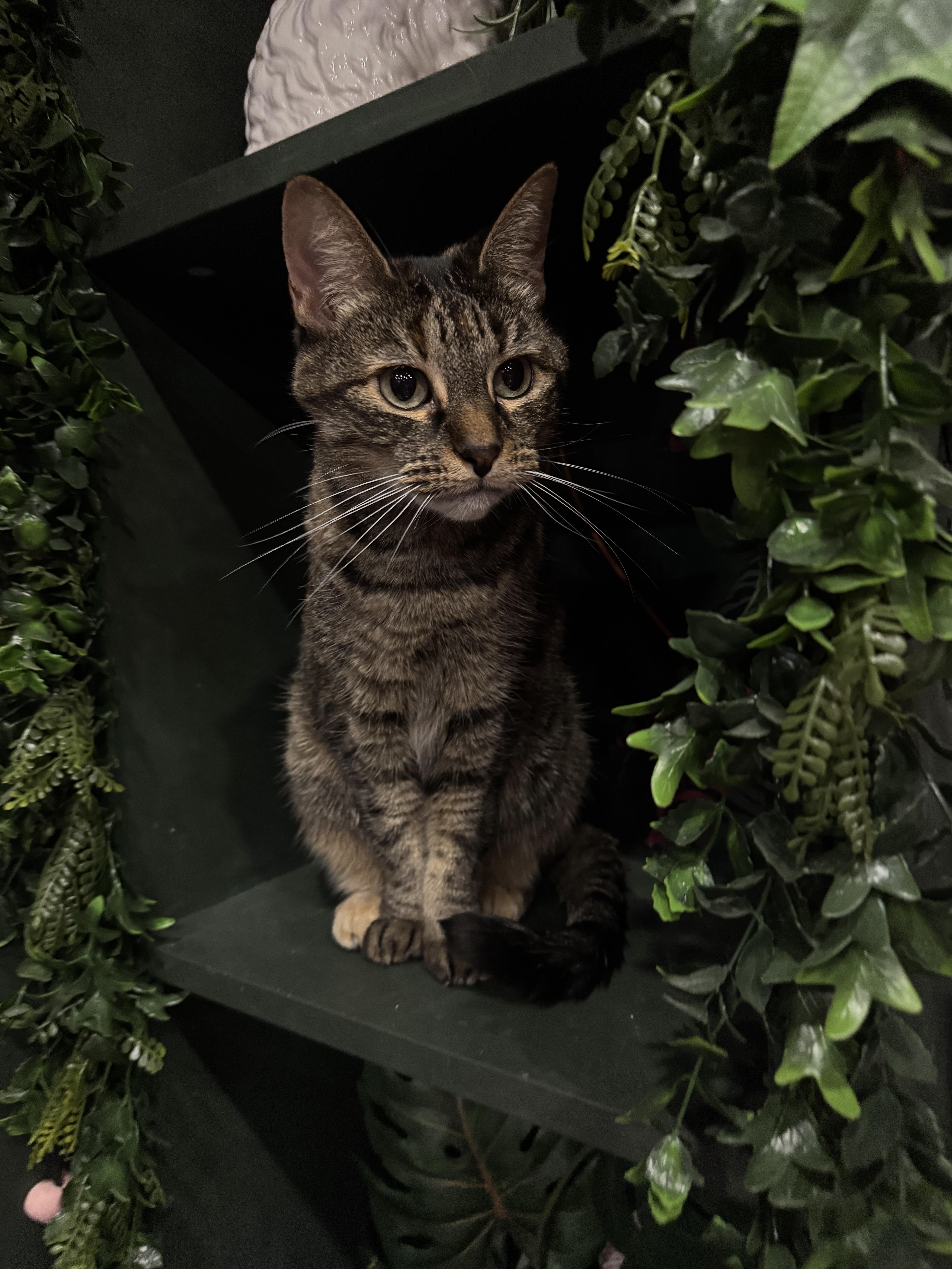 Enlarge Bella, a Adoptable mixed breed in Kennebunk , ME image 5/5