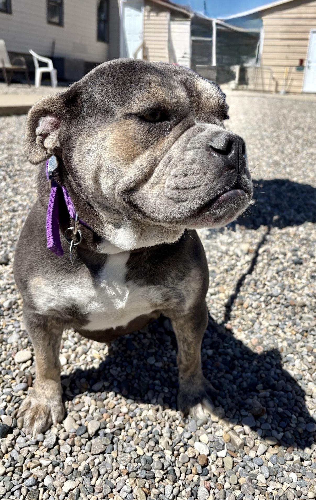 Enlarge Chloe, an adopted mixed breed in Oxford, MI image 2/3