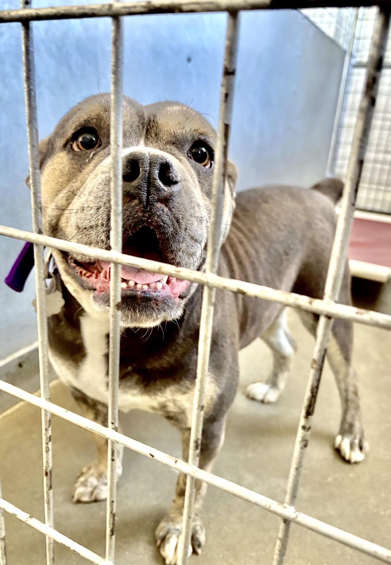 Enlarge Chloe, an adopted mixed breed in Oxford, MI image 3/3