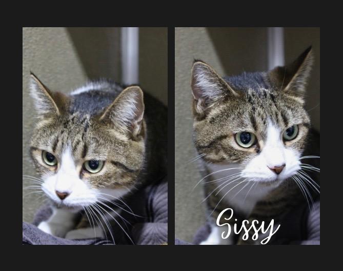 Sissy- silo, Adoptable, Adult Female Domestic Short Hair.