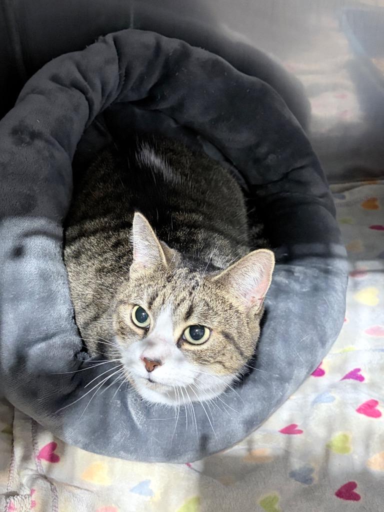 Enlarge Sissy- silo, a Adoptable mixed breed in Pierceton, IN image 2/3