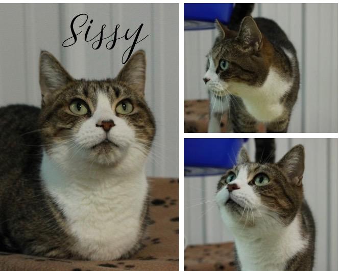 Enlarge Sissy- silo, a Adoptable mixed breed in Pierceton, IN image 3/3