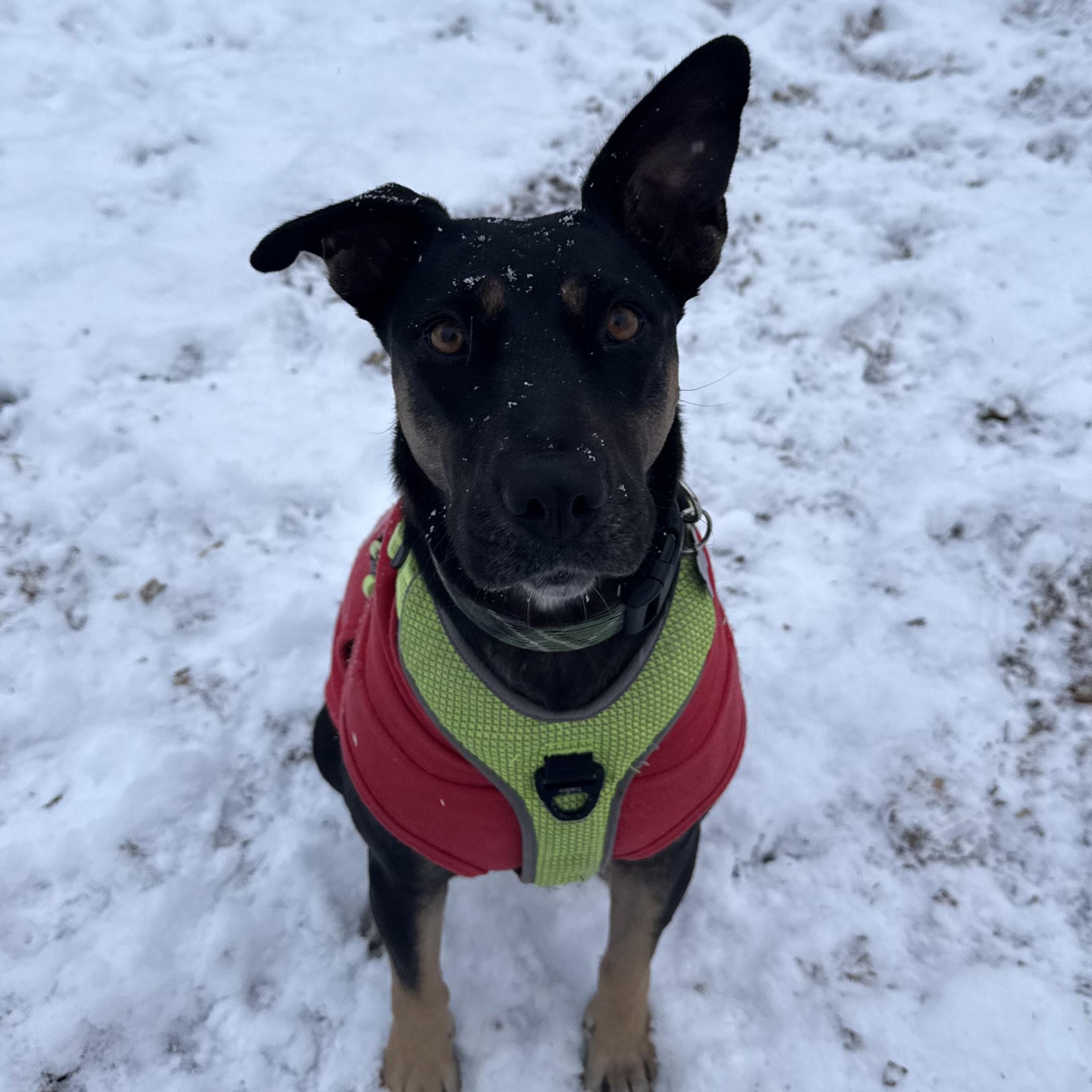 Prisma — thumbnail 2