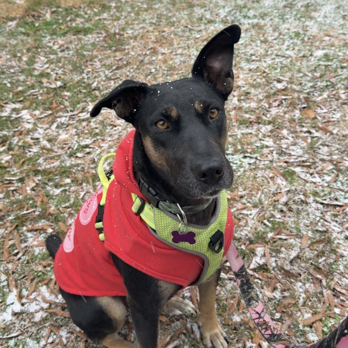 Prisma — thumbnail 5