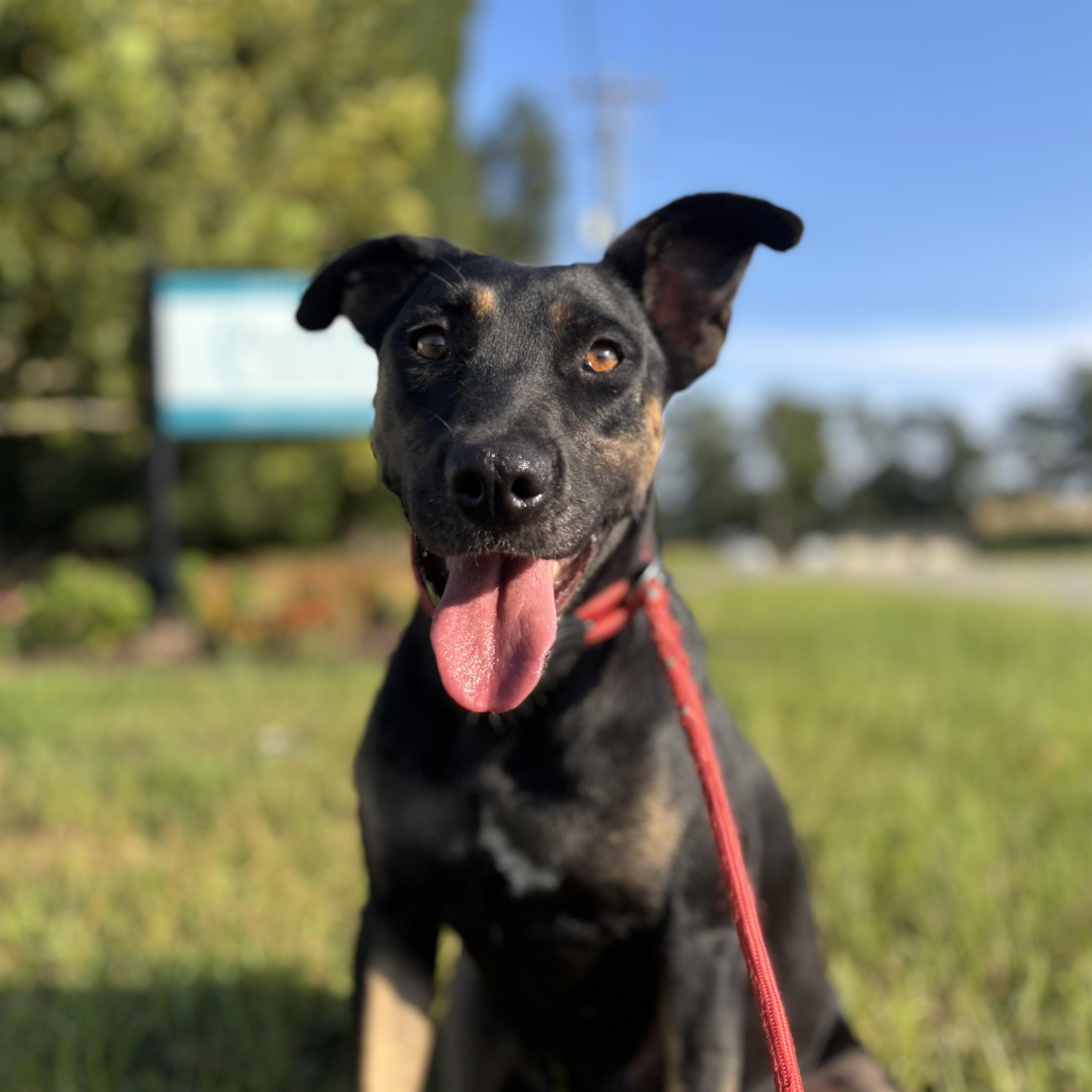 Prisma — thumbnail 6