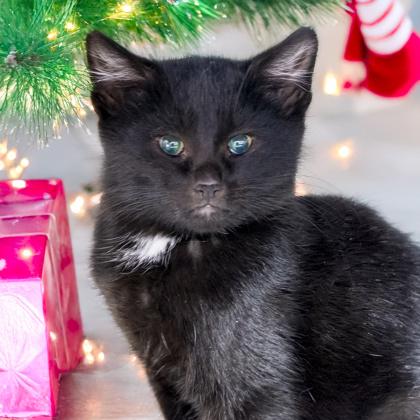 Barnacle, Adoptable, Kitten Male Domestic Short Hair & Domestic Short Hair.