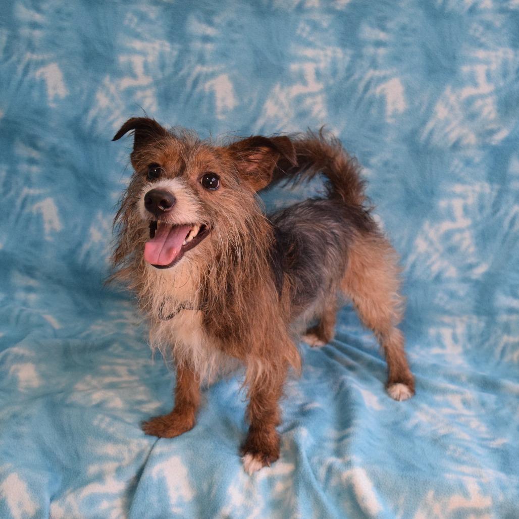 Eureka, Adoptable, Adult Male Terrier.
