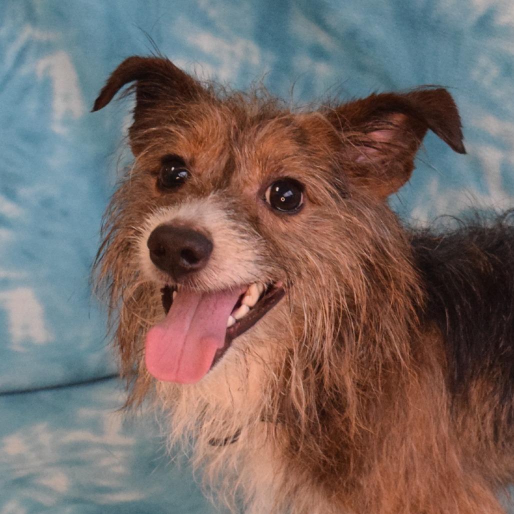 Eureka, a Adoptable Terrier in Eureka, CA image 2/4