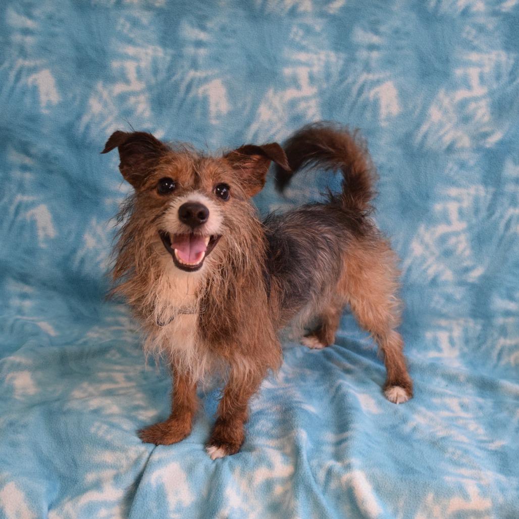 Eureka, a Adoptable Terrier in Eureka, CA image 3/4