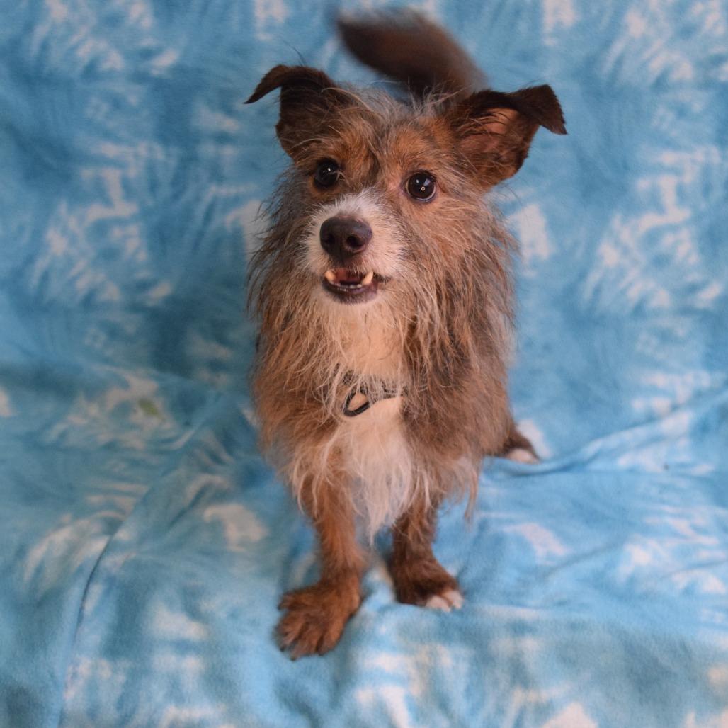 Eureka, a Adoptable Terrier in Eureka, CA image 4/4