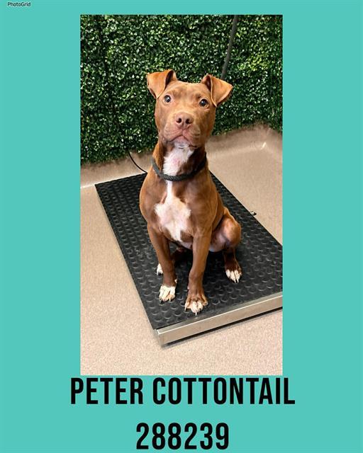 Enlarge PETER COTTONTAIL, a Adoptable mixed breed in Macon, GA image 1/1