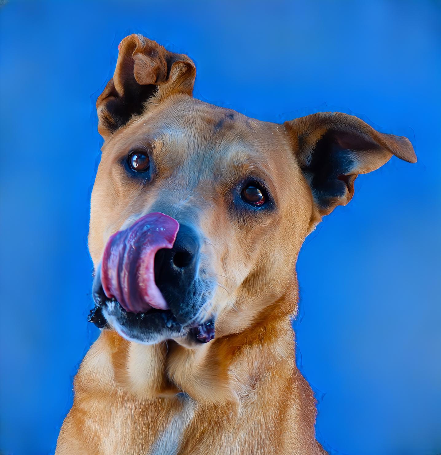 GOOPI, a Adoptable German Shepherd Dog in Pasadena, CA image 1/2