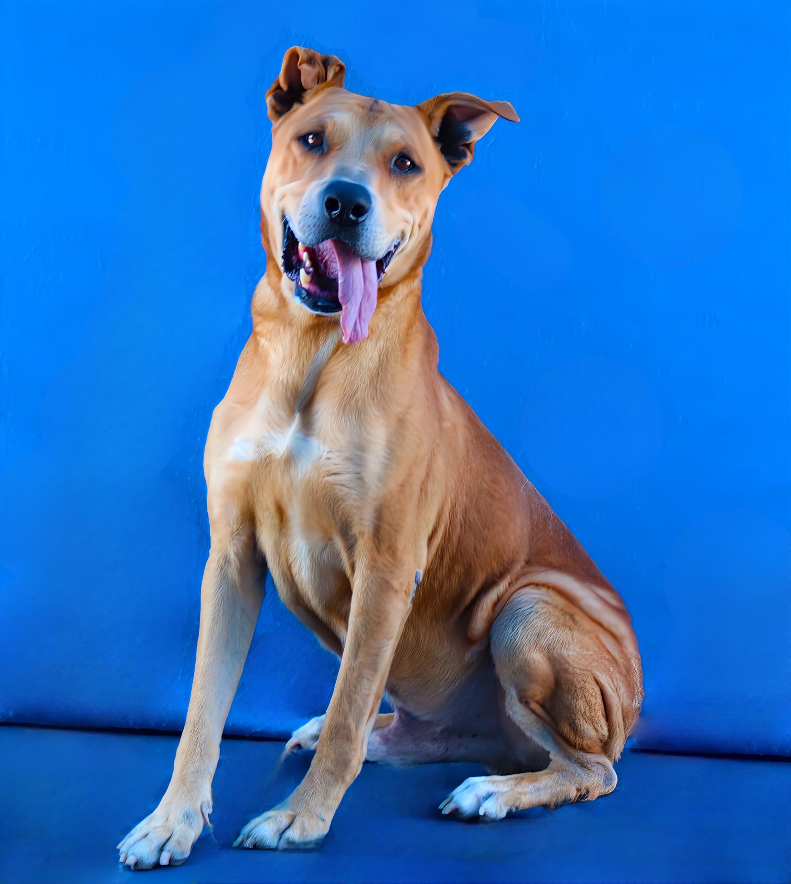 GOOPI, a Adoptable German Shepherd Dog in Pasadena, CA image 2/2