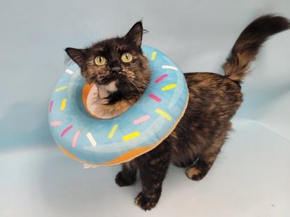 Callie, Adoptable, Adult Female Domestic Medium Hair.