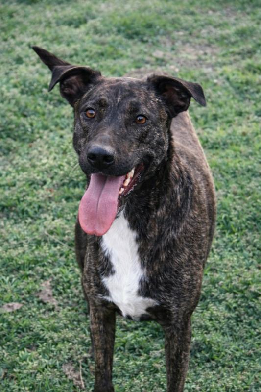 Fable - cowboy litter of 3, a Adoptable mixed breed in Lancaster, PA image 1/6