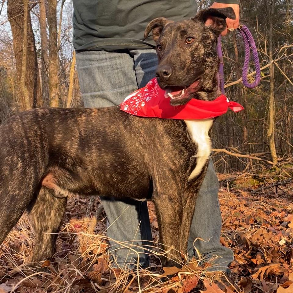 Fable - cowboy litter of 3, a Adoptable mixed breed in Lancaster, PA image 2/6